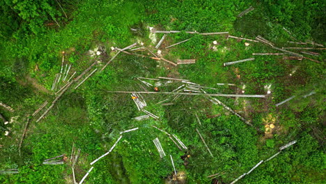 aerial view of deforestation: lumberjacks cutting trees in a forest