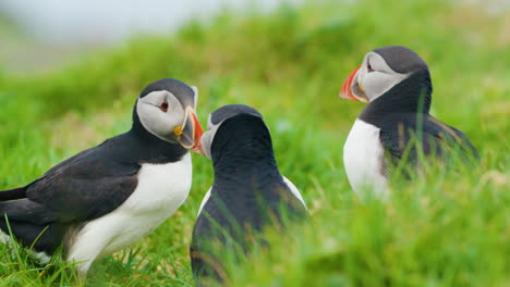 Papageientaucher-Interagieren-Auf-Der-Grasbewachsenen-Insel-Lunga-In-Schottland