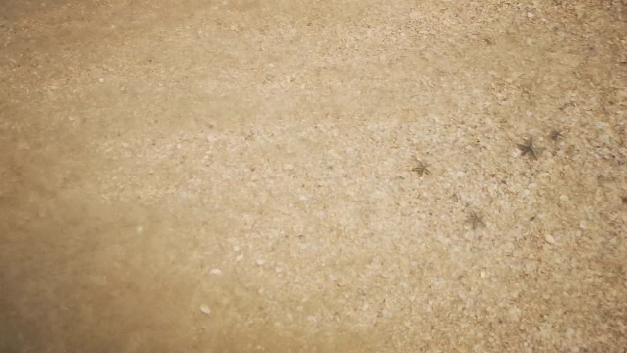 金色の砂浜の澄んだ水の下でかわいいヒトデが波に打ち上げられる