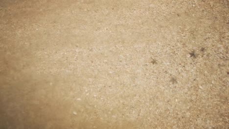 lindas estrellas de mar se lavan por las olas bajo el agua clara en la playa de arena dorada