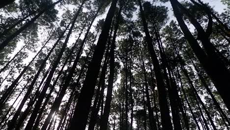 tall and straight pine tree at a tropical rainforest