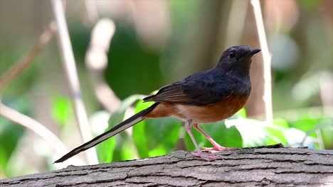 El-Shama-De-Rabadilla-Blanca-Es-Una-De-Las-Aves-Más-Comunes-En-Tailandia-Y-Se-Puede-Ver-Fácilmente-En-Los-Parques-De-La-Ciudad,-Tierras-De-Cultivo,-áreas-Boscosas-Y-Parques-Nacionales