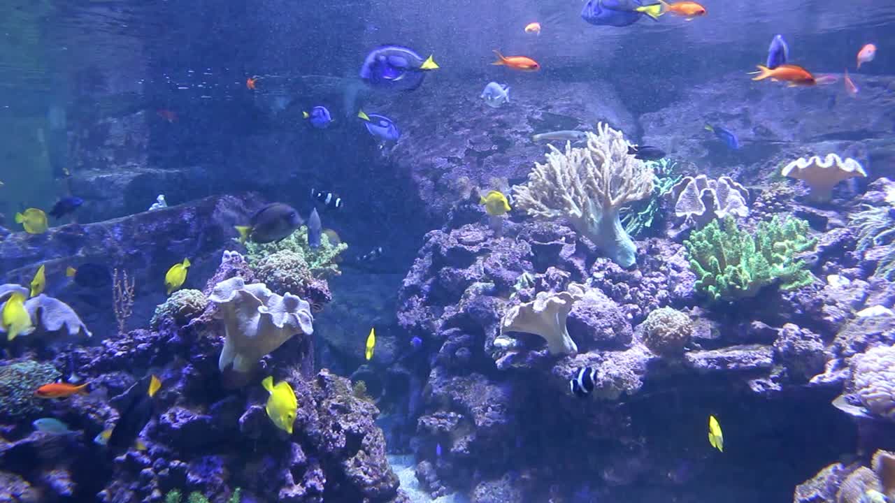 colorful fishes in the large aquarium