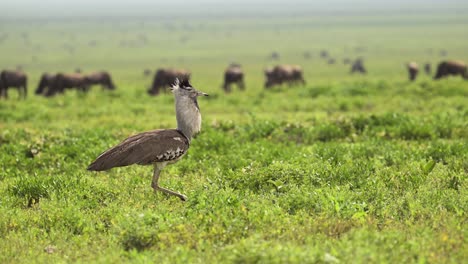 large kori bustard bird and wildebeest in serengeti national park, african birds and birdlife in open endless green grass plains during graet migration of migrating wildebeest in tanzania in africa
