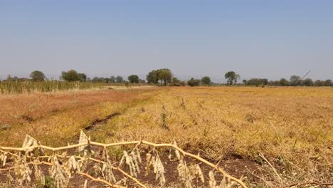 El-Hermoso-Rastrojo-Seco-En-El-Campo-Contra-El-Cielo