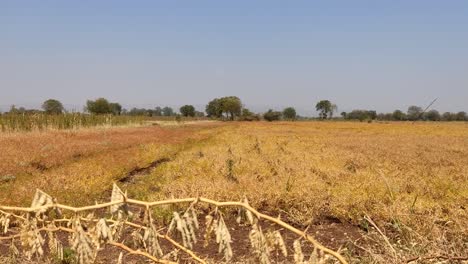 the beautiful dry stubble on the field against the sky
