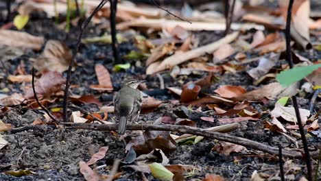 The-Forest-Wagtail-is-a-passerine-bird-foraging-on-branches,-forest-grounds,-tail-wagging-constantly-sideways