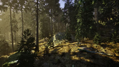 golden sunlight streams through tall trees in a peaceful forest