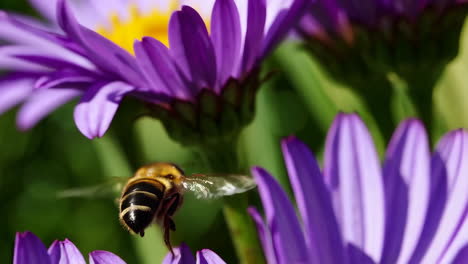 honeybee on purple flowers