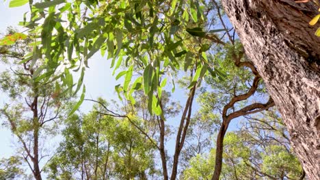 sunlight filtering through eucalyptus trees in coonabarabran