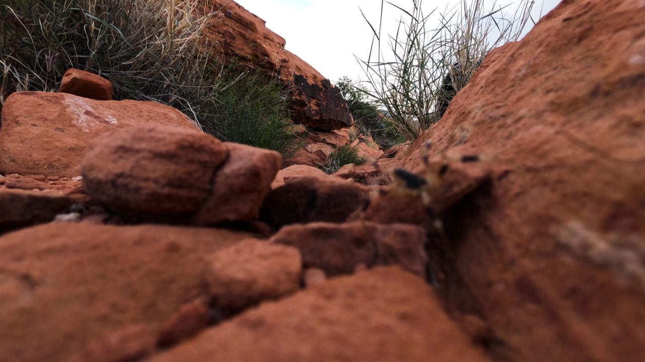 Ragno che striscia nelle Rocce Rosse del Nevada.