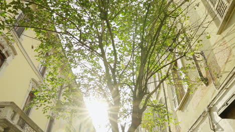 Shot-of-tree-backlighted-by-the-sun