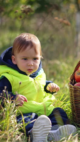 cute baby boy sits in high grass calmly with a basket of red apples beside. toddler looks at fruit and touches them cautiously. blurred nature backdrop on sunny day. vertical video
