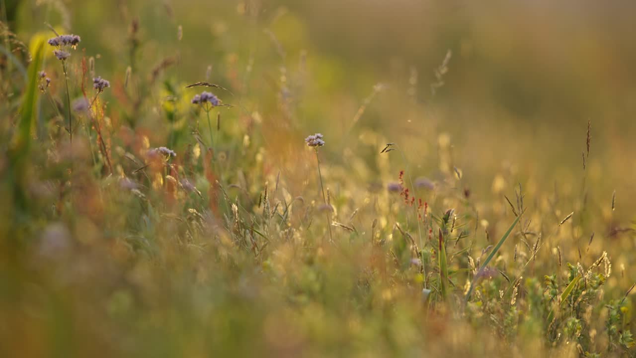 Cinematic shallow focus shot of wildflowers and insects in meadow on sunny day