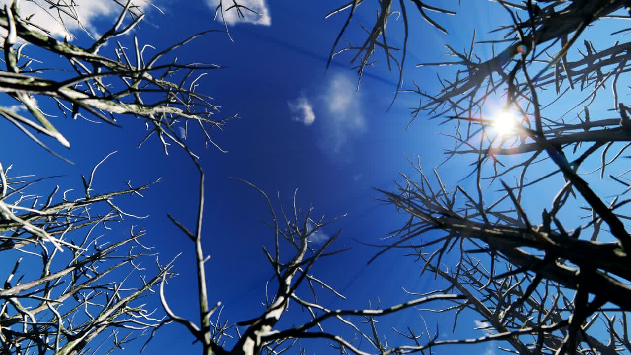 죽은 나무의 원을 통해 쳐다보고, 타임 스 4k