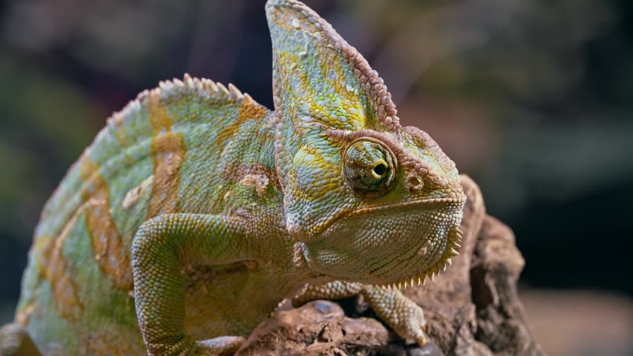 camaleón sospechoso mirando a su alrededor