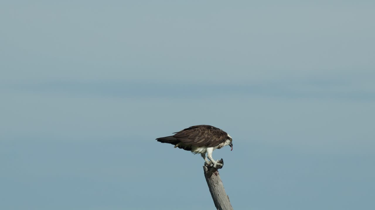 Wide shot of an Osprey perched on a branch while feeding on a fish with blue sky as background, Chobe National Park