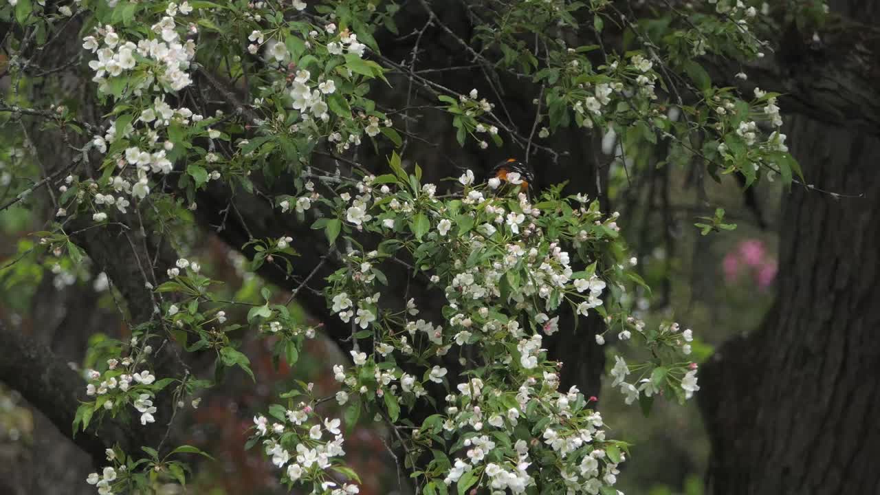 오렌지색 목  ⁇ 털을 가진 검은 새가  ⁇  꽃을 가진 나무 가지를 따라  ⁇ 고 뛰고 있습니다.