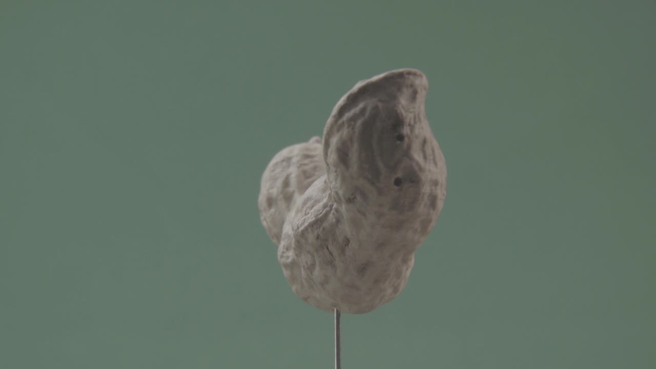 арахис вращается с петлей на зеленом экране для хроматической клавиши