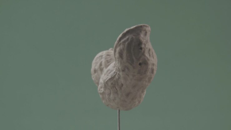 Peanut rotating with loop on green screen for chroma key