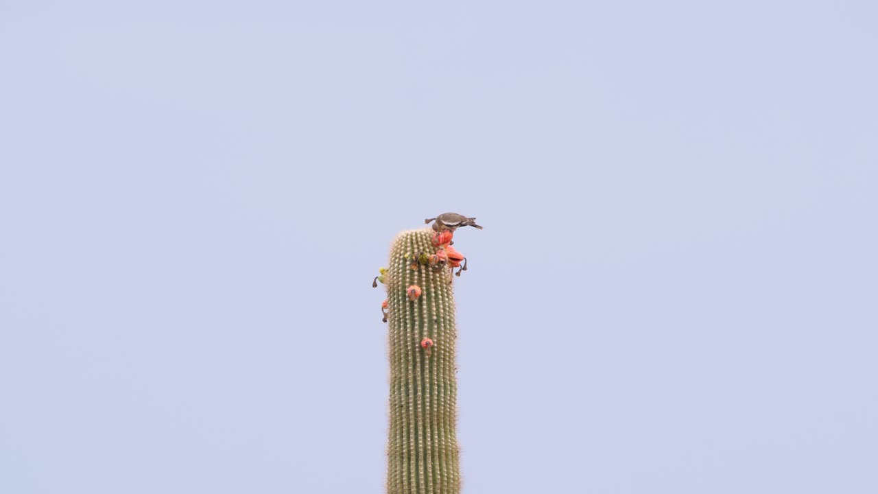 cima de saguaro distante con fruta devorada por una paloma