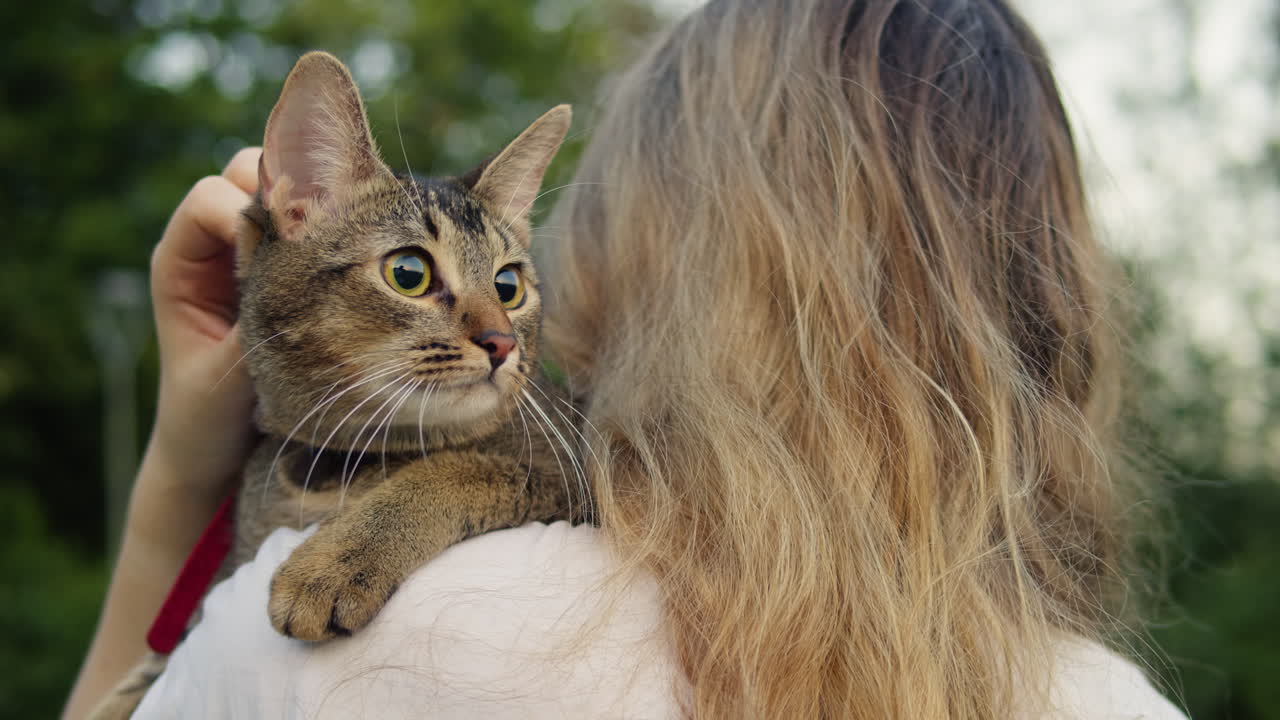 Small pretty cat sitting on her woman owner in the park. Close-up of pretty kitty . Walking with a pet