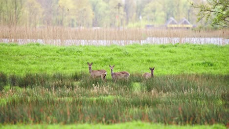 Roe-deer-herd-standing-in-grassy-field-meadow,-looking-toward-camera