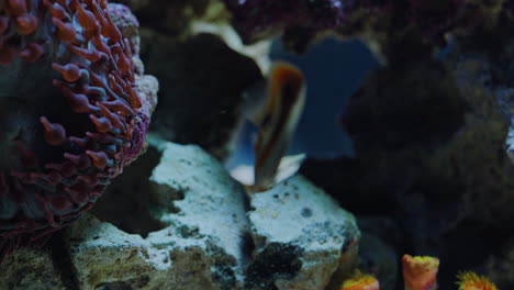 woman looking at tropical fish in aquarium tank watching colorful sea life swimming in corel reef observing marine ecosystem