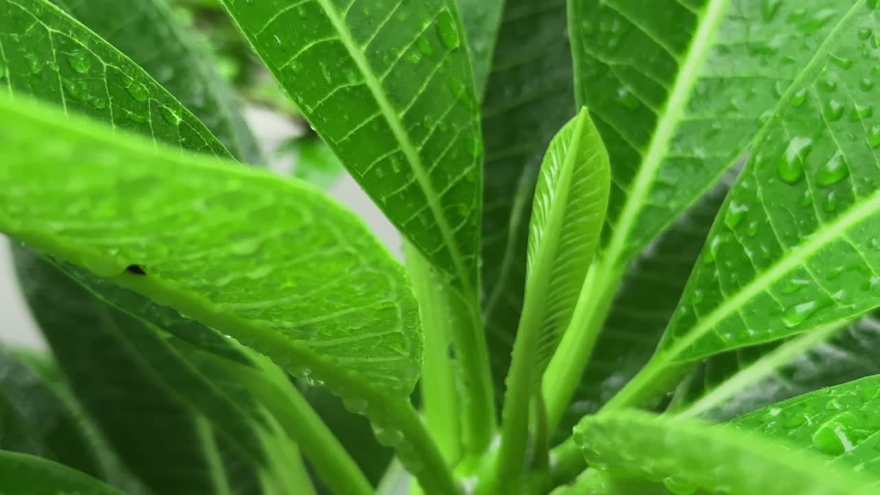 Closeup of green leaf with raindroplets dripping from the leaves during the rainy season