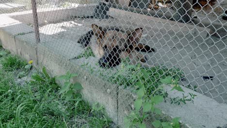 The-sad-dog-lies-on-the-ground-in-a-cage