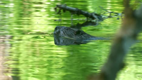 closeup view of beaver head and beaver swimming around in green water, tracking view