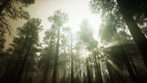 Redwood-Forest-Foggy-Sunset-Scenery