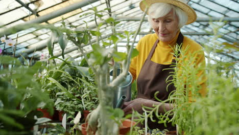 senior woman watering plants in a greenhouse