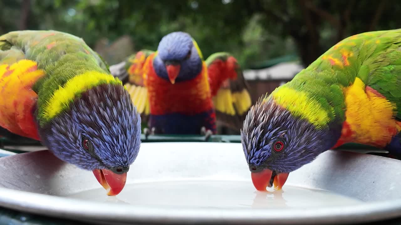 aves multicolores vibrantes bebiendo de un cuenco de comida en un santuario de aves silvestres