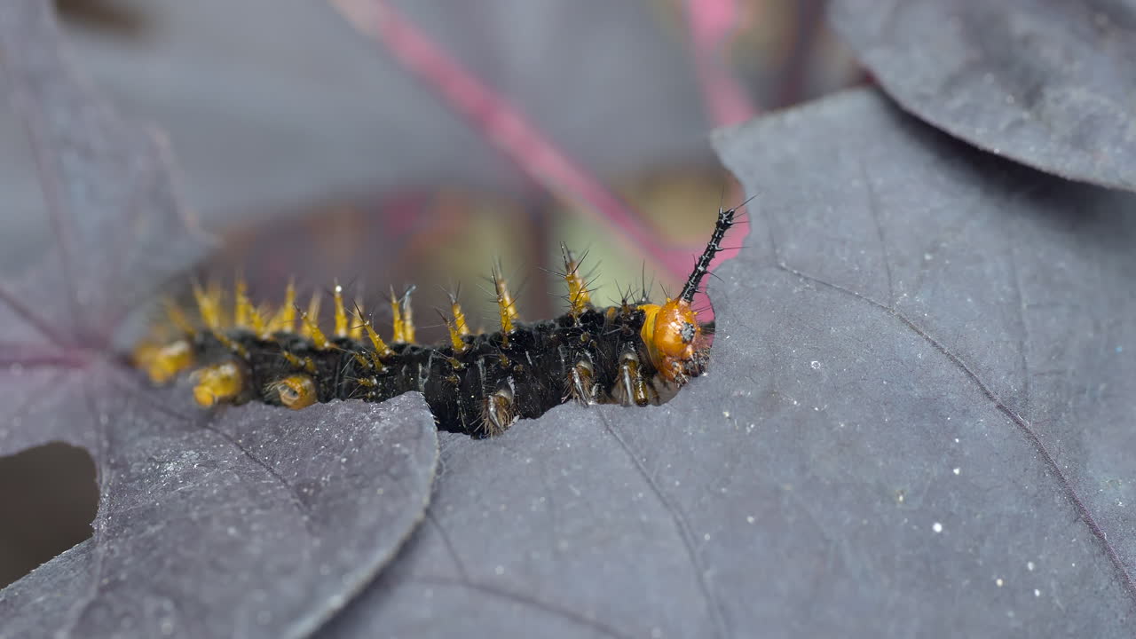극단적인 매크로 세부 정보 샷:자연에서 나무의 신선한 잎을 먹는 야생 애벌레
