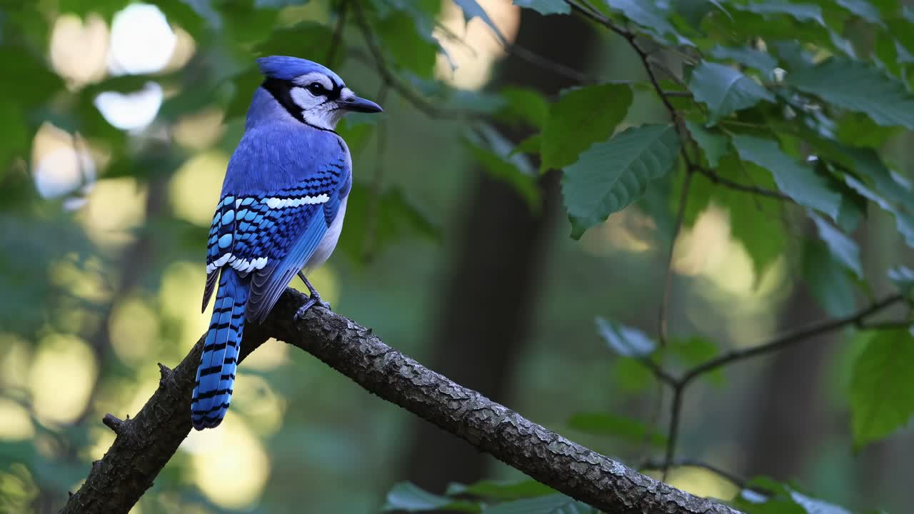 Close-up video of a vibrant blue jay perched on a branch, captured from a side angle