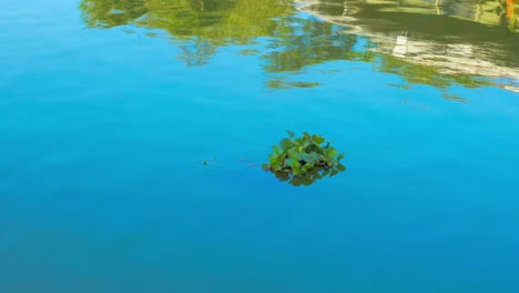 planta de jacinto de agua flotando en un estanque