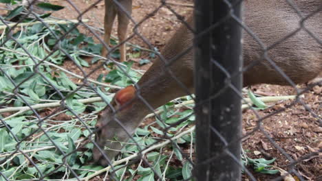 Ciervo-Marrón-En-El-Zoológico-Comiendo