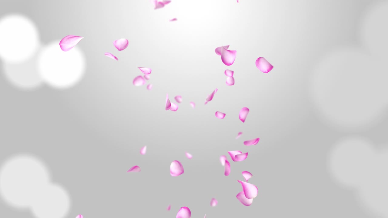 Separated pink cherry blossom rose petals falling loop green screen for overlays engagement marriage