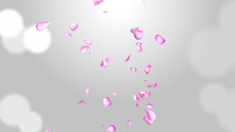 separated pink cherry blossom rose petals falling loop green screen for overlays engagement marriage