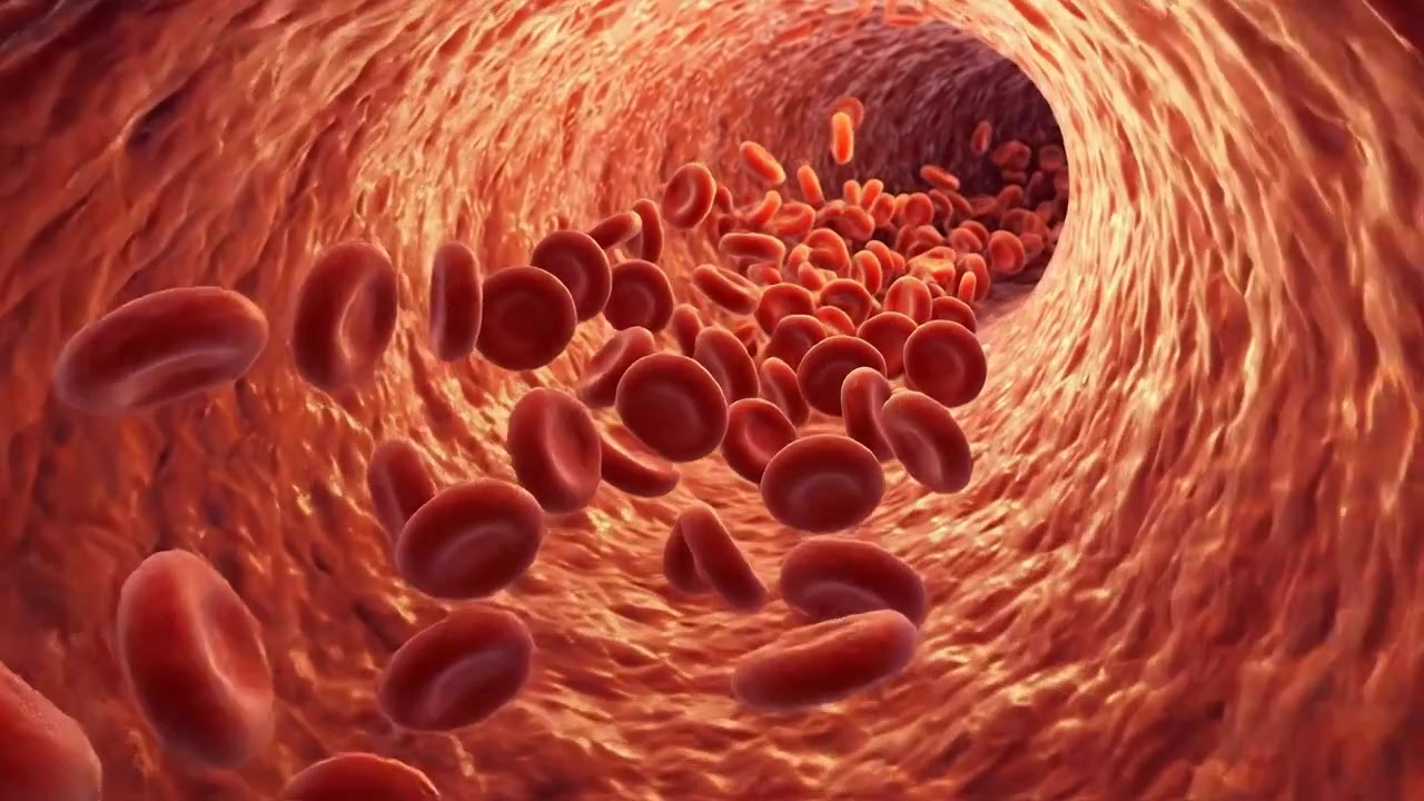 Microscopic view of blood cells in vessels