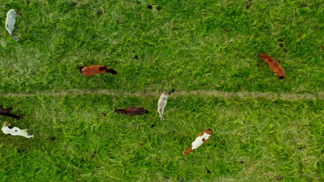 beautiful drone aerial top down shot of wild horses