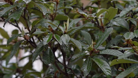 drops of rain dripping on green leaves of loquat also known as eriobotrya japonica, evergreen tree