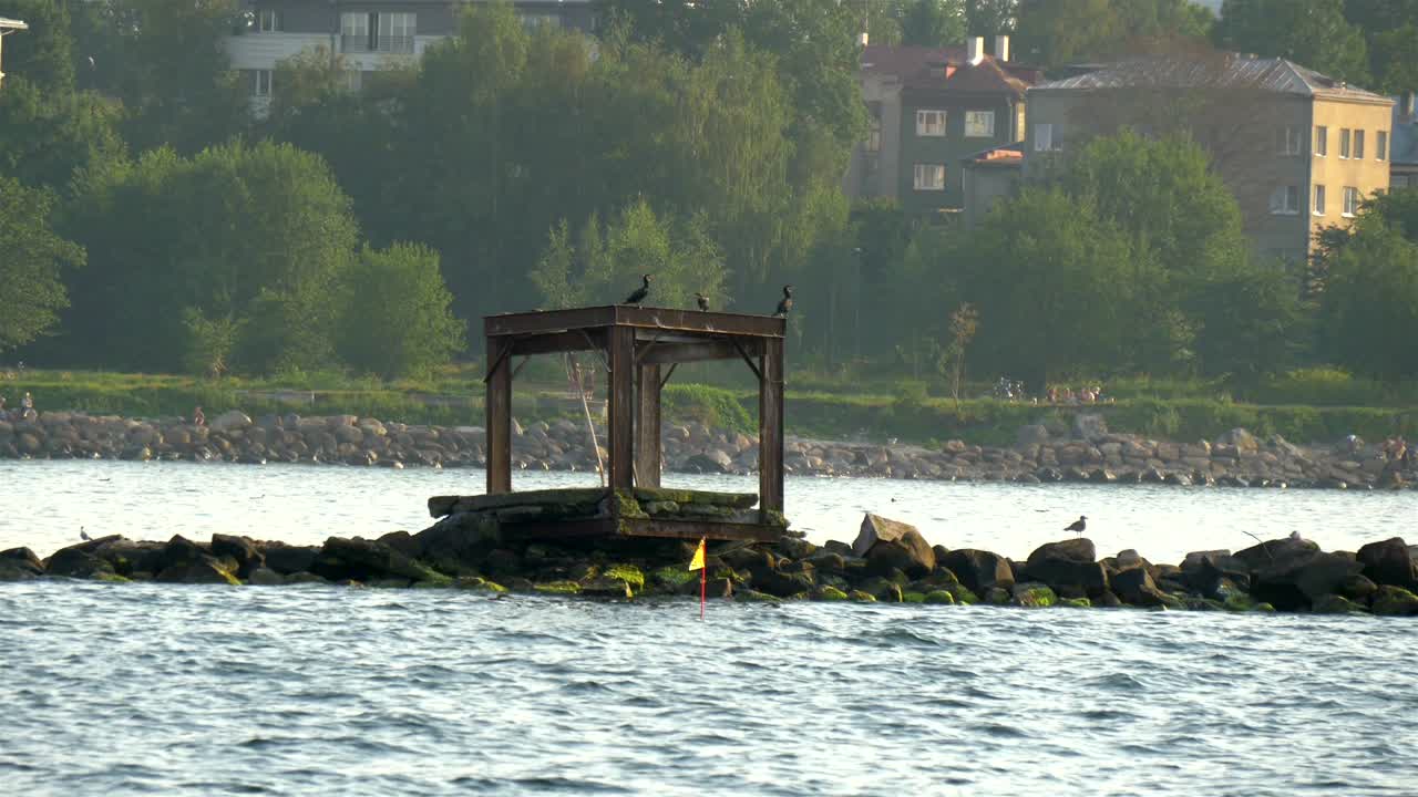 некоторые большие птицы-кормораны стоят на больших скалах gh4 4k uhd