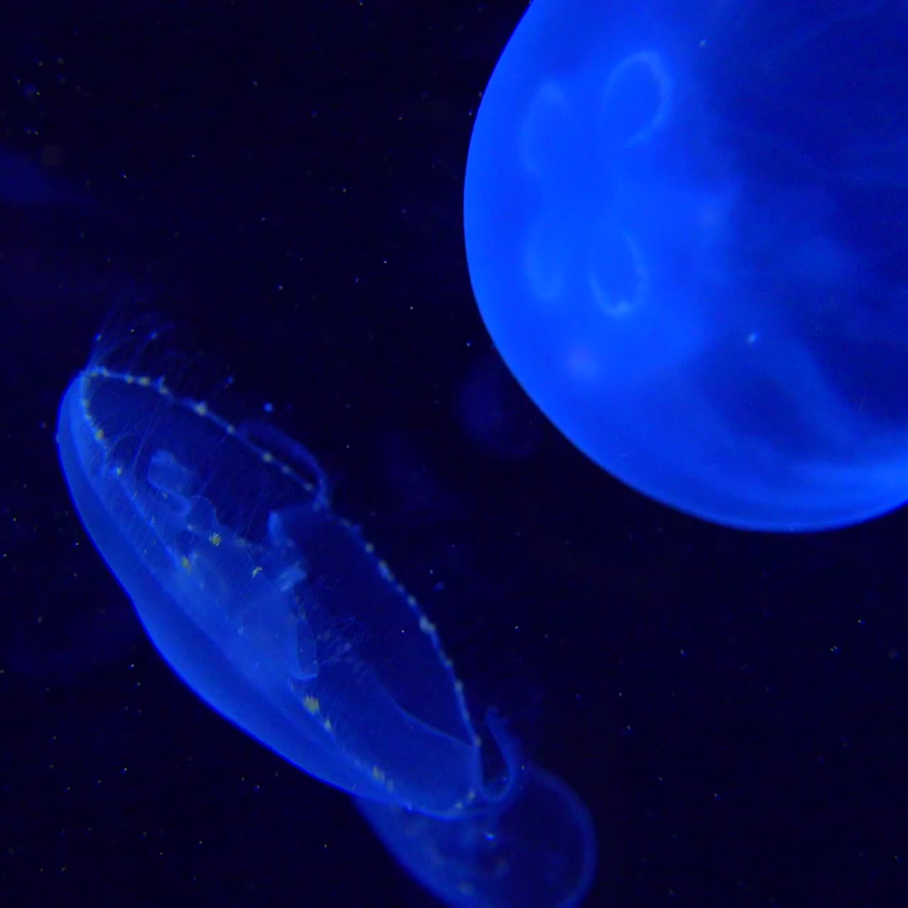 푸른 해파리는 바다에 떠있다 1