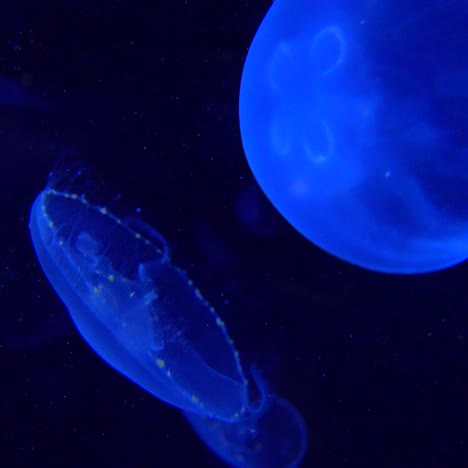 Medusas-Azules-Flotan-En-El-Océano-1