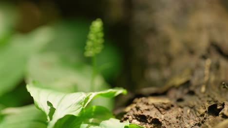 slider slowmo of macro forest floor