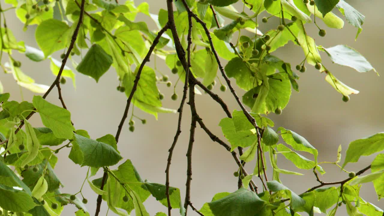 Close-up of Tilia cordata leaves and seeds moving in soft daylight wind, shallow focus