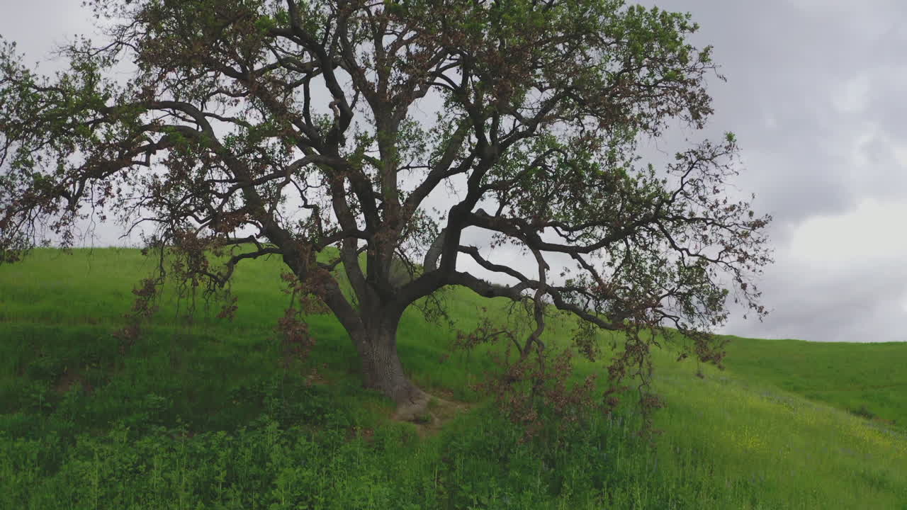 Giant Lonely Oak Tree On Hill Reverse Dolly Shot Malibu Creek Park