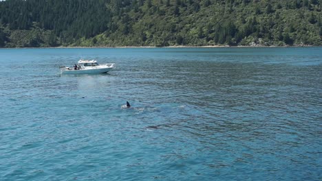 Gruppe-Von-Neuseeländischen-Killerwalen---Orca-Auf-Der-Oberfläche-Des-Blauen-Ozeans-Mit-Kleinem-Boot-Und-Grünen-Hügeln-Im-Hintergrund